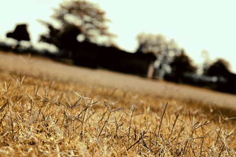grass