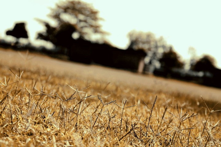 grass