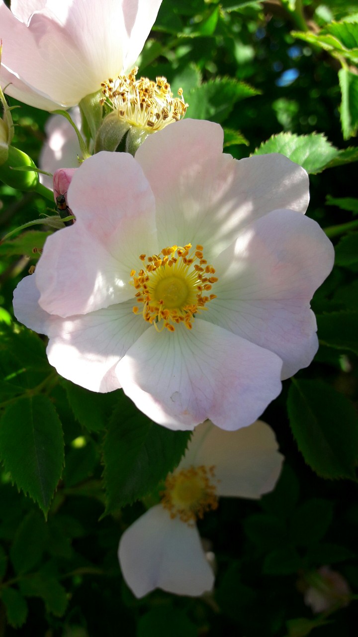 pink and white