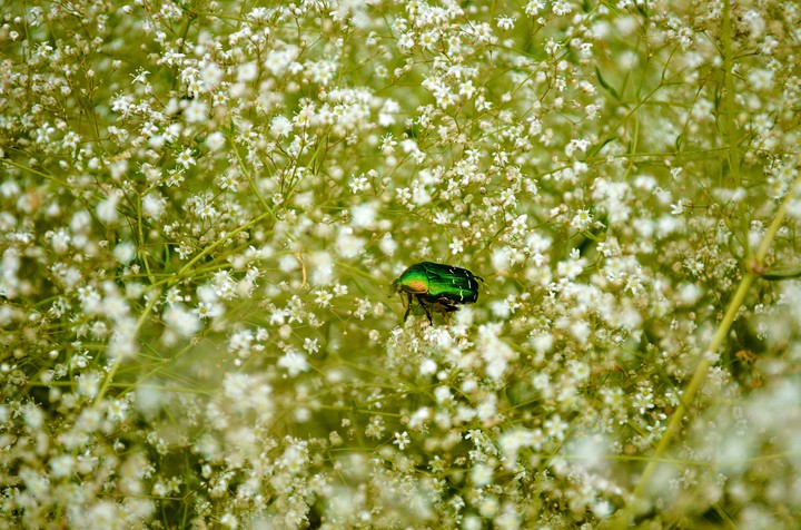 summer day