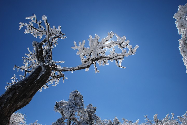 snow tree