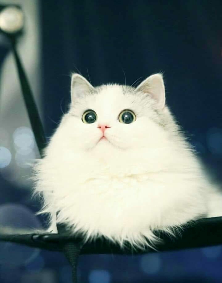 White Cat