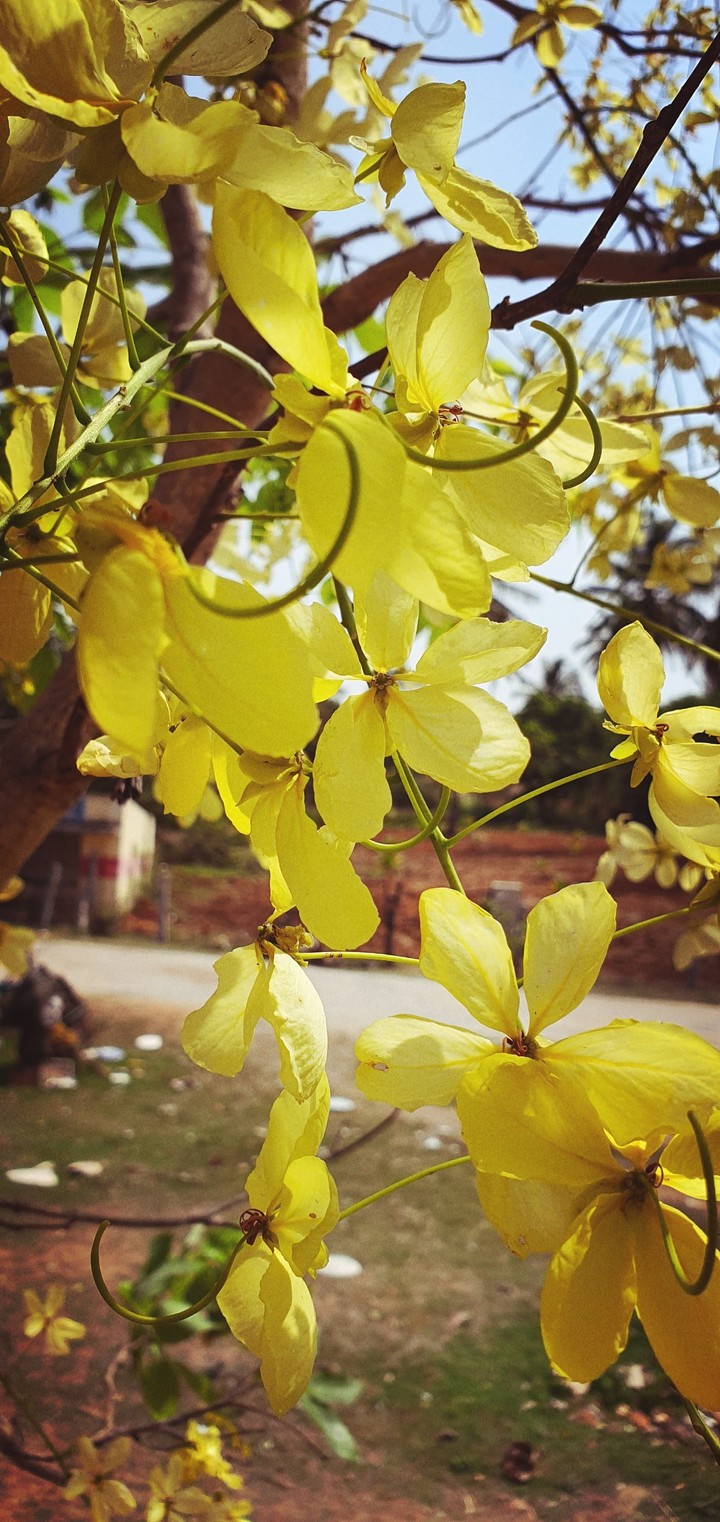 flowers