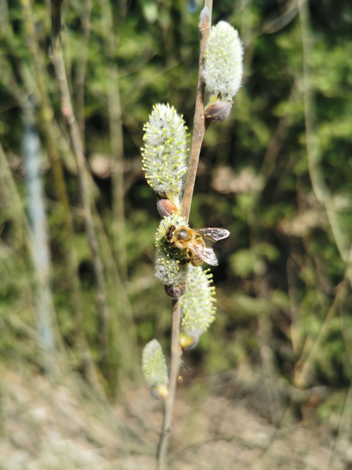Bee on flower