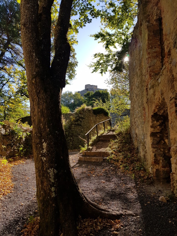 landsee