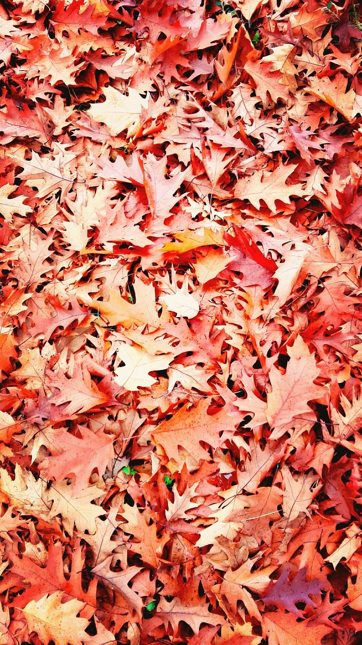 Couleurs de l'automne