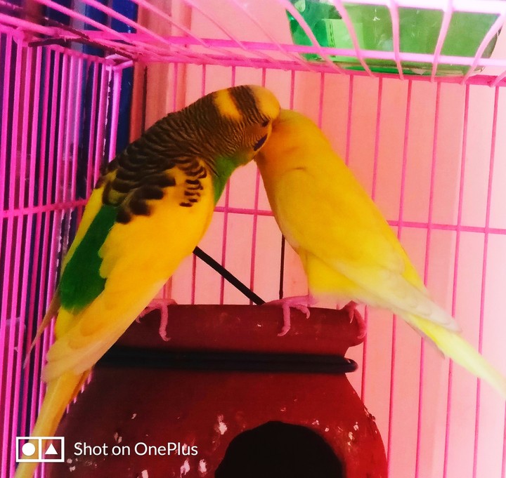 #lovebirds #lotsoflove #kissing