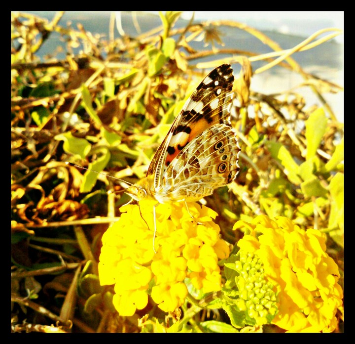 butterfly