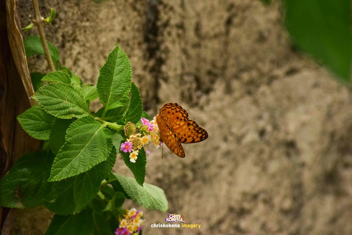 orange butterfly