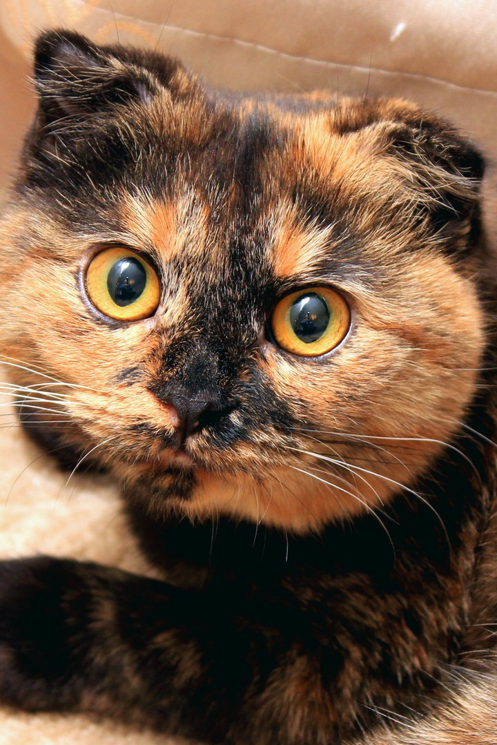 Skared eyes