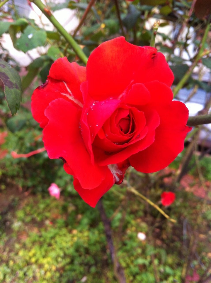 My red rose!!!