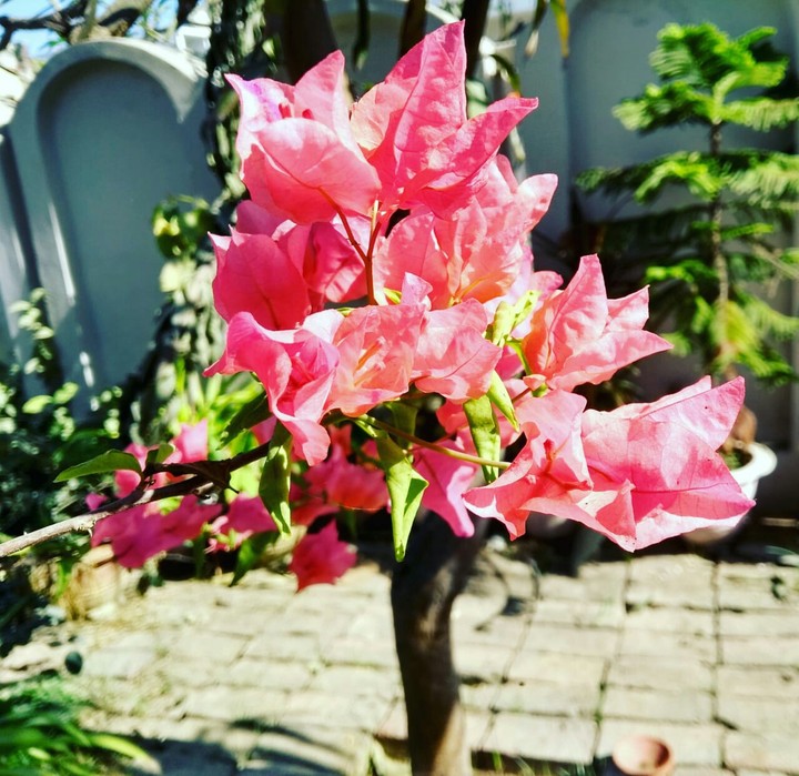 pink flower