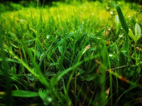dew