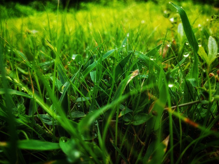 dew