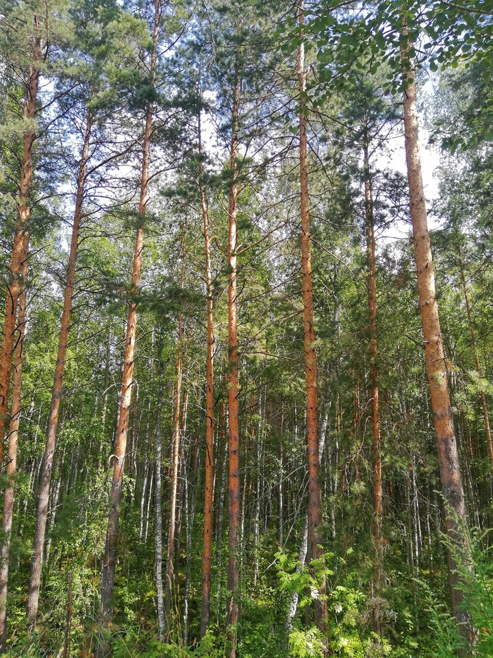 Forest