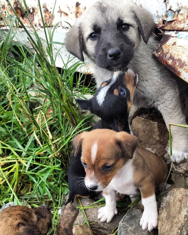 Street dog's