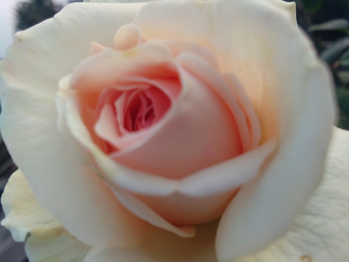 rose