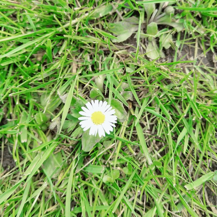 lovely spring