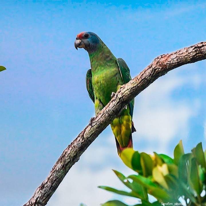 papagaio da cara roxa