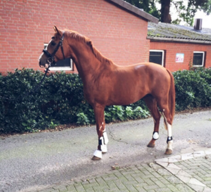 My horse Joker☆