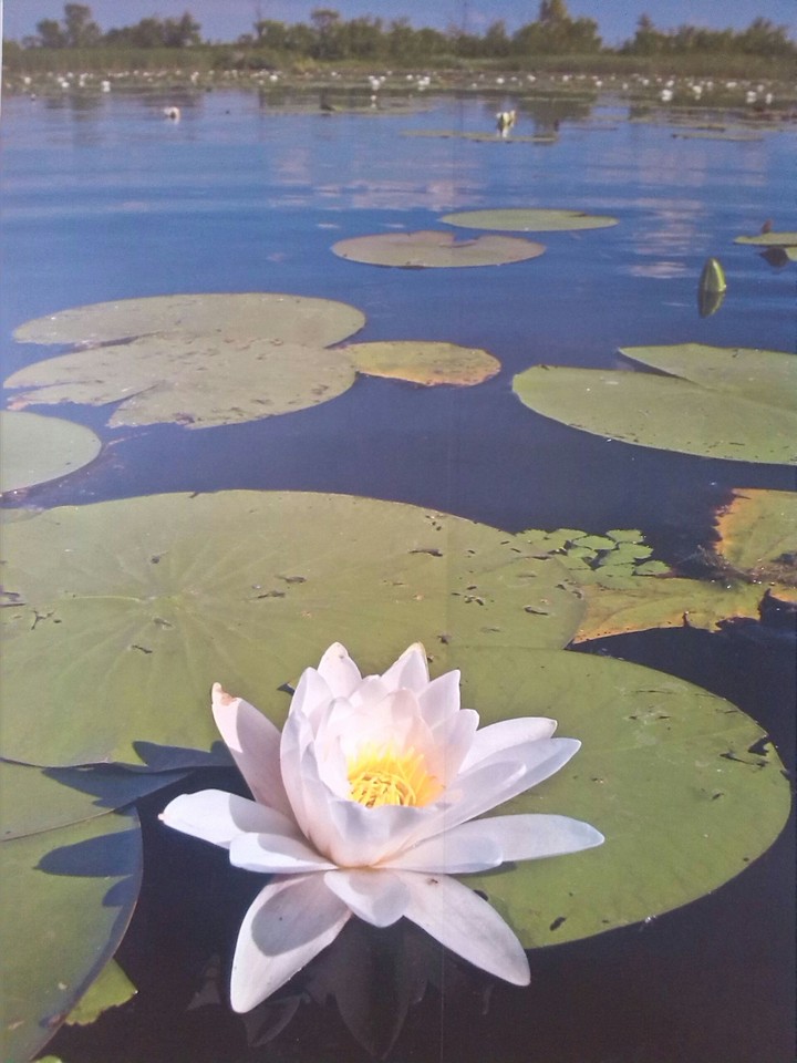WaterLily©