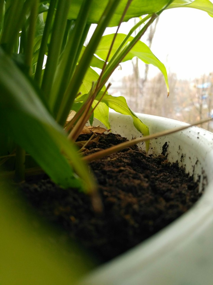 plant