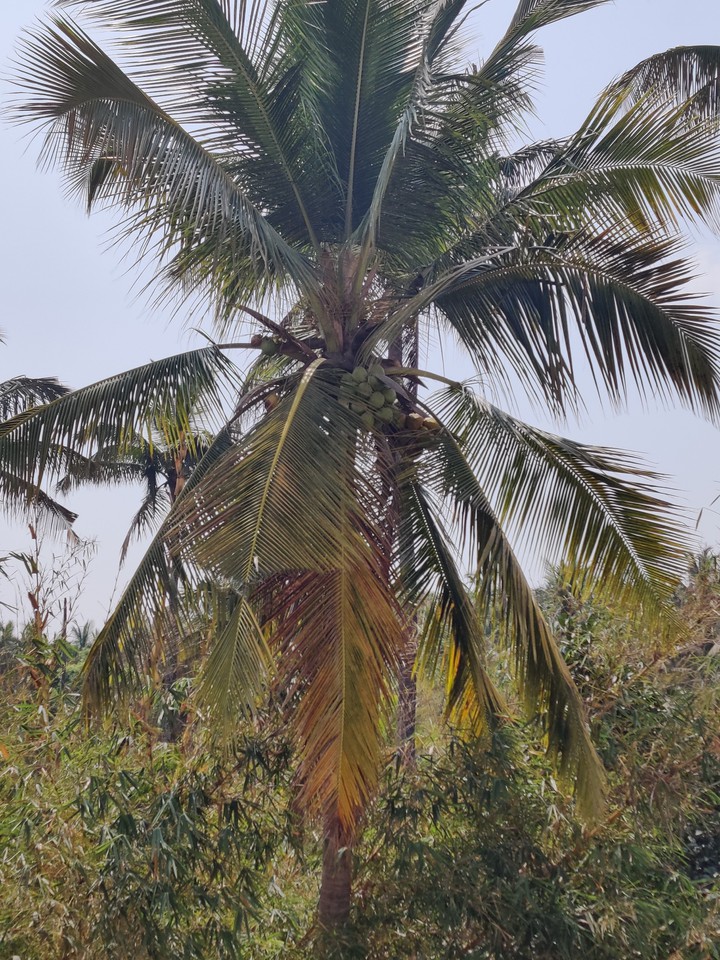 coconut tree