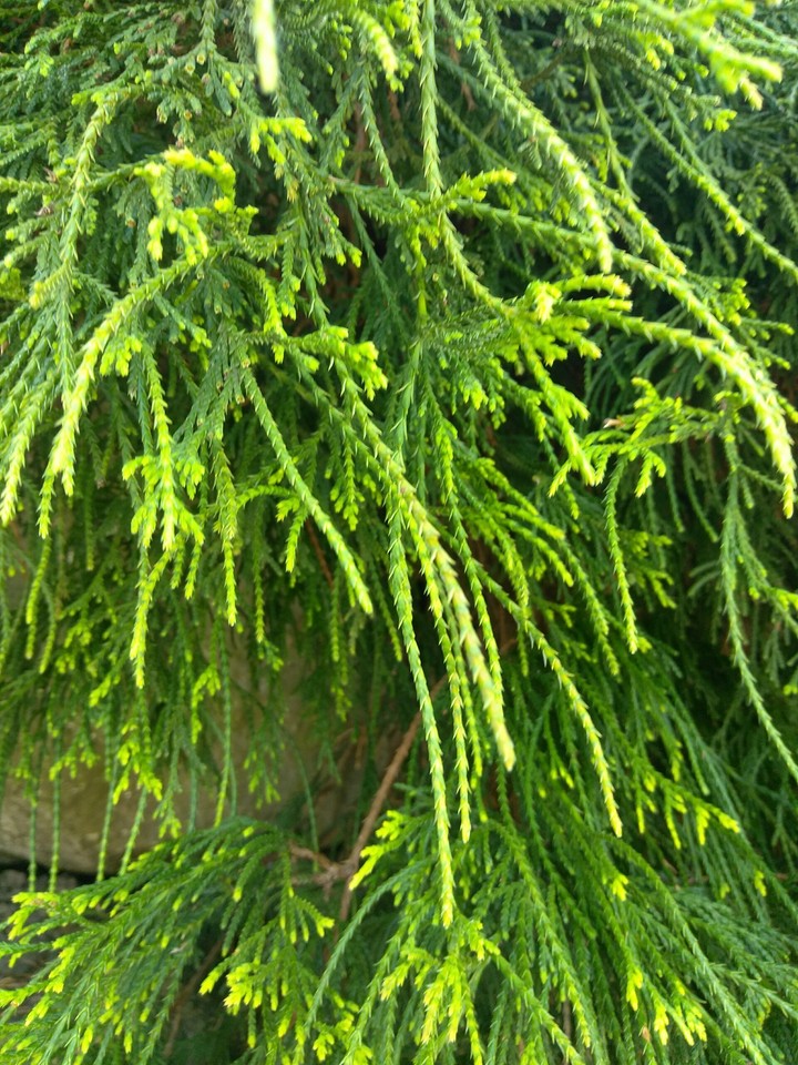 Cedar
