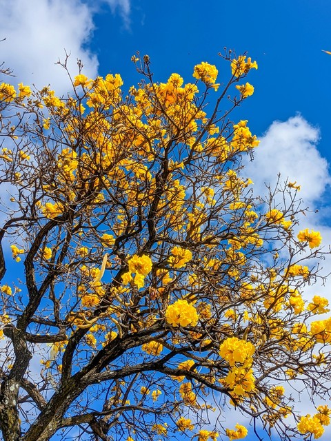 twig, spring wallpapers