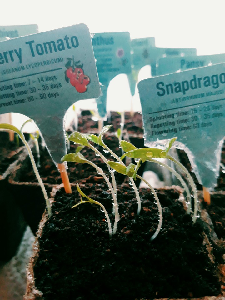 Checkers Little Garden - day 10