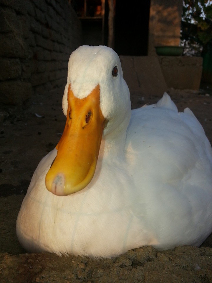 Duck