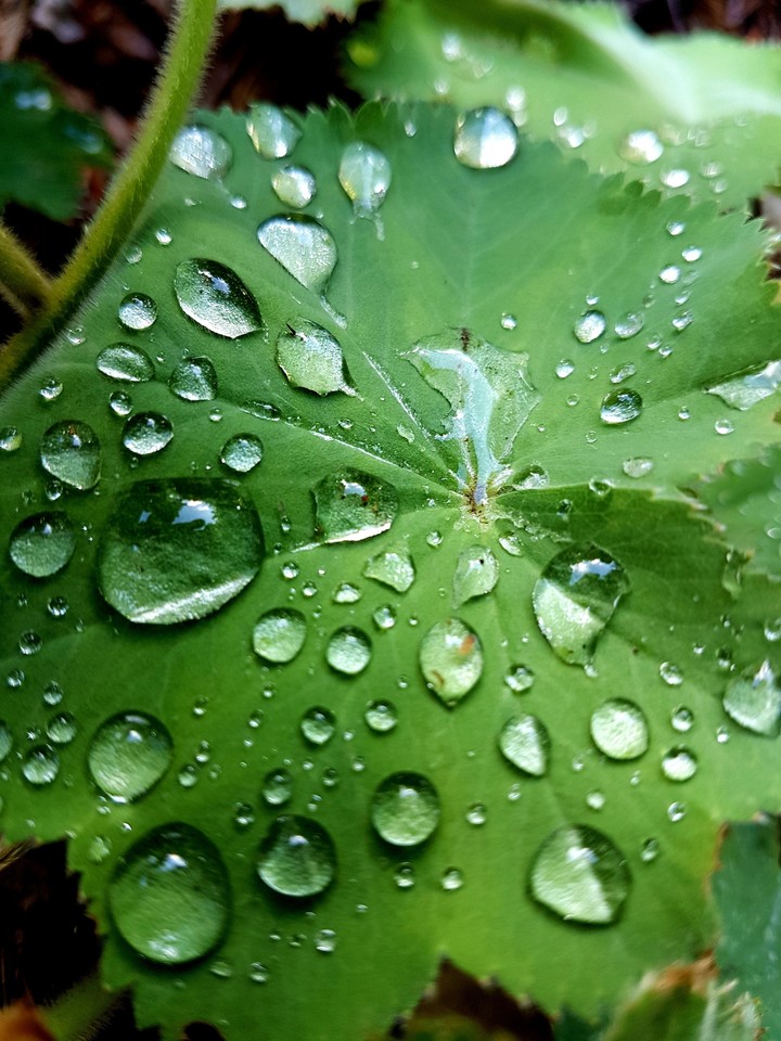 rain