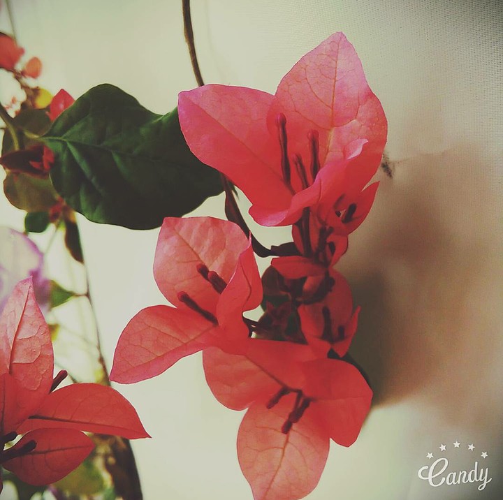 flower