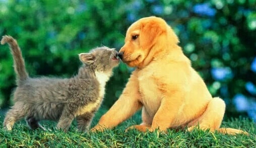 love
