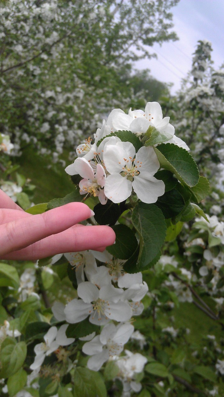 #Apple flowers @