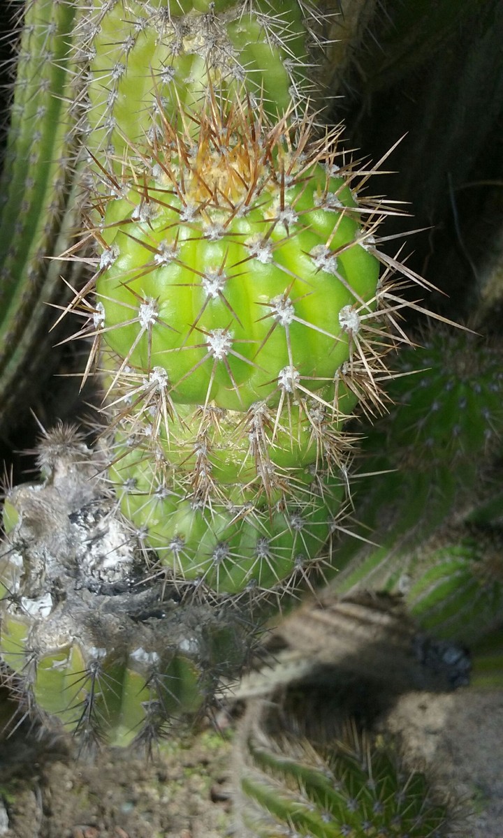 cactus