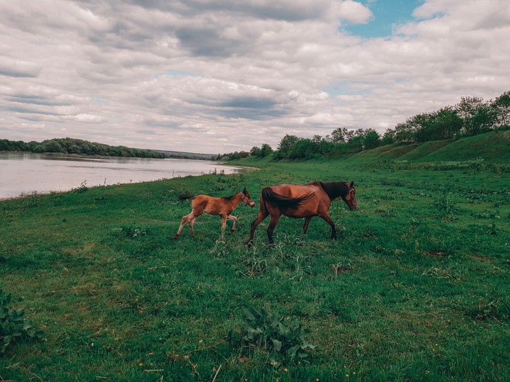 Horses...