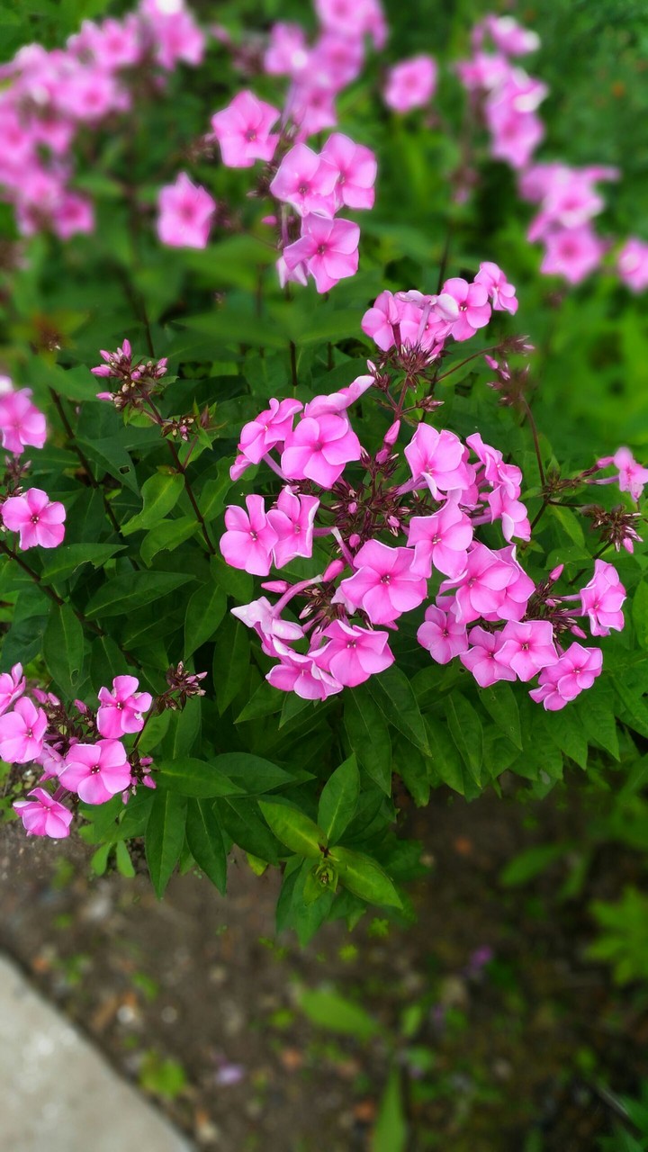 my lovely flowers