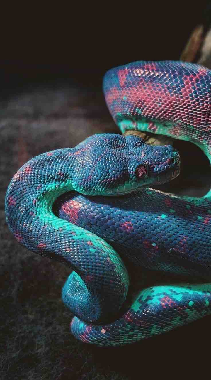 т