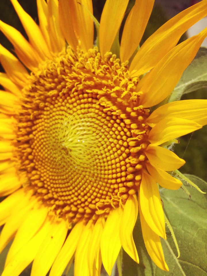 sunflower