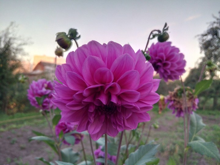 flowers