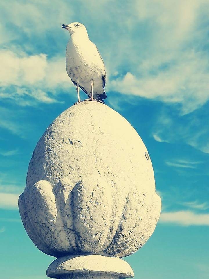 seagull
