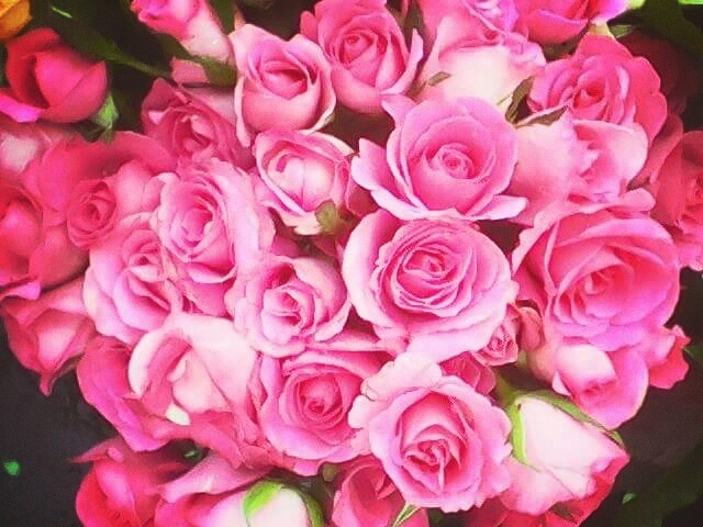 Beautiful Pink Roses..