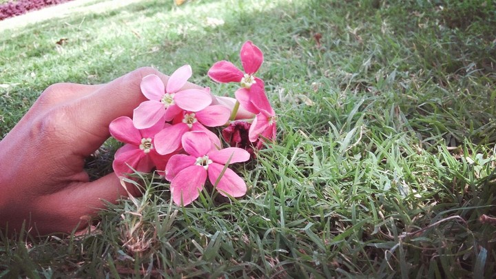 flower