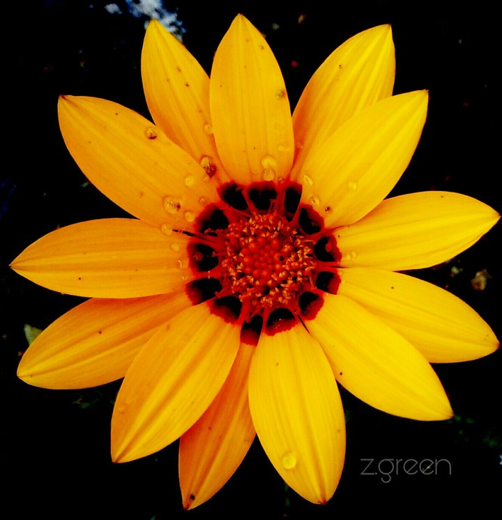 yellow flower