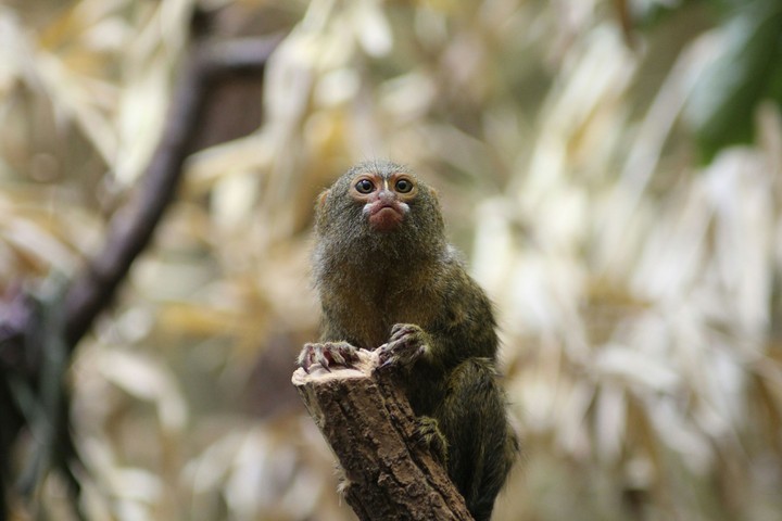 little monkey