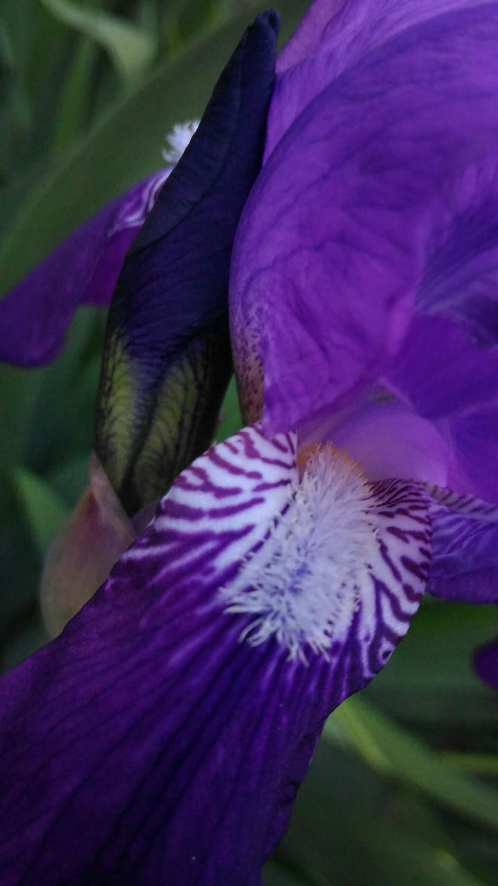 iris