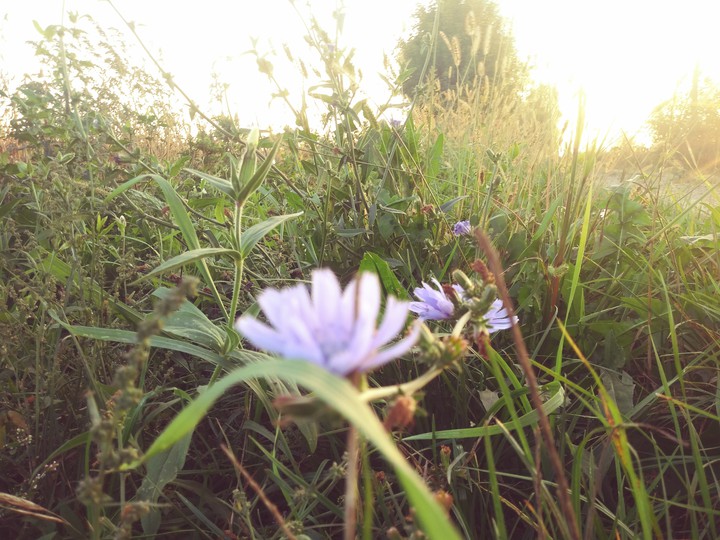 flower
