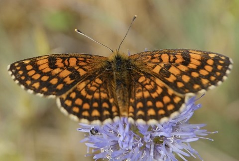 sfondi pollinator, boloria