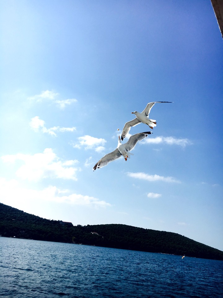 Gulls